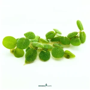 Garantierte Lieferung Kleiner Schwimmfarn, Salvinia minima, 100 ml lose im Becher